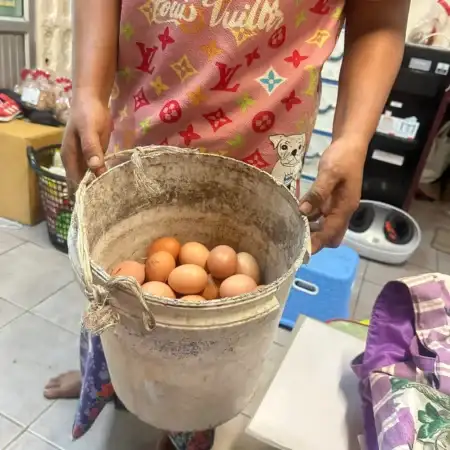 Safe Haven Orphanage chickens